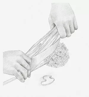 Images Dated 15th December 2011: Black and white illustration of hands wrapping a dried onion seed head in tissue paper