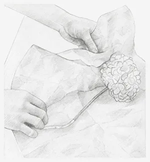 Images Dated 15th December 2011: Black and white illustration of hands wrapping dried hydrangea flower in tissue paper