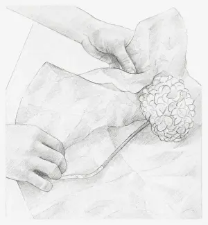 Black and white illustration of hands wrapping dried hydrangea flower in tissue paper (storing dried flowers)
