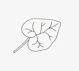 Heart Shaped Prints: Black and white illustration of heart shaped Hedera (Ivy) leaf
