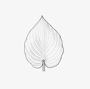 Images Dated 14th January 2009: Black and white illustration of heart-shaped Hosta leaf