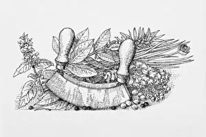 Black and white illustration of herbs, spices, and mezzaluna