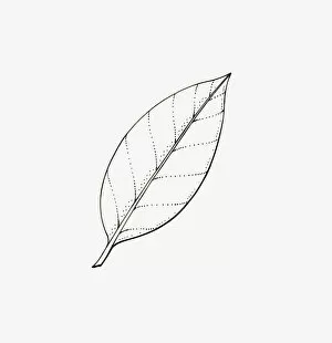 Black and white illustration of Ilex (Holly) leaf with entire margins