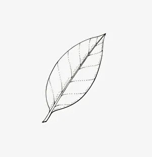 Holly Prints: Black and white illustration of Ilex (Holly) leaf with entire margins