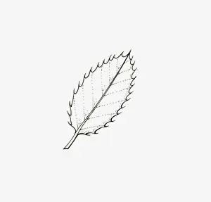 Spiked Prints: Black and white illustration of Ilex (Holly) leaf with spine-toothed margins