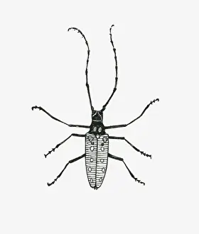 Antennae Prints: Black and white illustration of insect with antennae