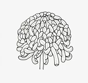 Black and white illustration of irregular incurve Chrysanthemum flower head