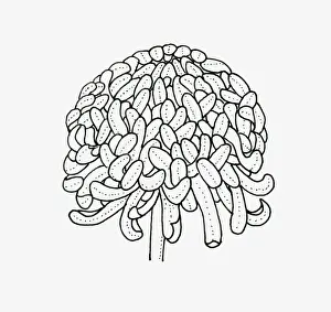 Black and white illustration of irregular incurve Chrysanthemum flower head