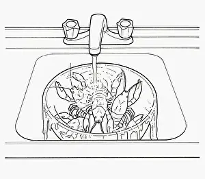 Running Water Prints: Black and white illustration of keeping crayfish alive in large bowl under running water