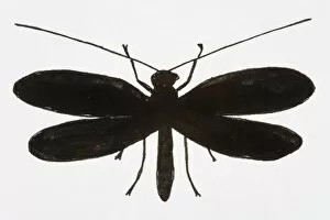 Images Dated 13th June 2008: Black and white illustration of Lacewing (Neuroptera)