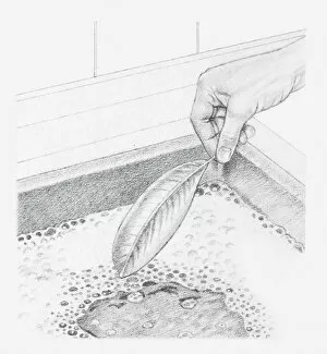 Images Dated 15th December 2011: Black and white illustration of a leaf preserved in glycerine being dipped into a bowl of water