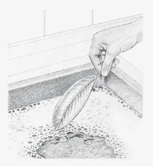 Washing Prints: Black and white illustration of a leaf preserved in glycerine being dipped into a bowl of water containing a mild