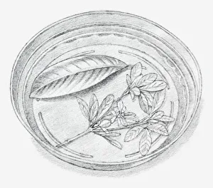 Images Dated 15th December 2011: Black and white illustration of leaves being preserved in a dish containing a mixture of glycerine