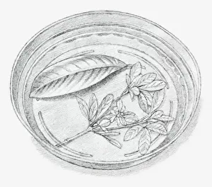 Dried Plant Prints: Black and white illustration of leaves being preserved in a dish containing a mixture of glycerine and water