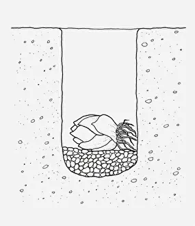 Gravel Prints: Black and white illustration of lily bulb planted in the ground on a layer of gravel