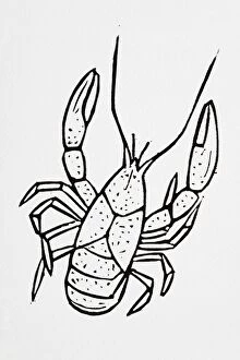 Black and white illustration of lobster