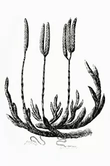 Images Dated 18th March 2008: Black and white illustration of Lycopodium clavatum (Club moss)