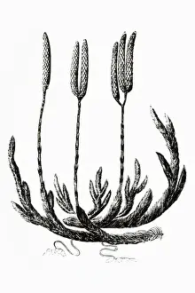 Spike Prints: Black and white illustration of Lycopodium clavatum (Club moss)