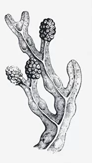 Aquatic Plant Gallery: Black and white illustration of a mature Fucus vesiculosus (Bladderwrack) with swollen tips