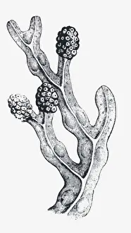Reproductive Organ Prints: Black and white illustration of a mature Fucus vesiculosus (Bladderwrack) with swollen tips