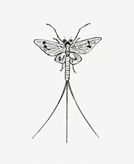 Drawing Collection: Black and white illustration of a mayfly