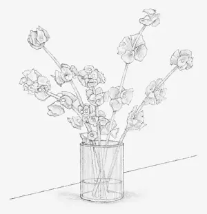 Mint Plant Family Prints: Black and white illustration of Moluccella stems in a vase containing glycerine and water mixture