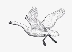 Swan Prints: Black and white illustration of Mute Swan (Cygnus olor) in flight