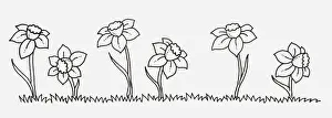 Medium Group Of Objects Prints: Black and white illustration of Narcissus (Daffodil) flowers in a row