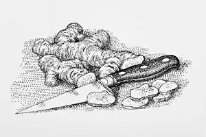 Ginger Prints: Black and white illustration of of fresh ginger and kitchen knife