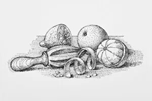 Black and white illustration of old fashioned juicer with oranges, peel, pips, and sliced lemon
