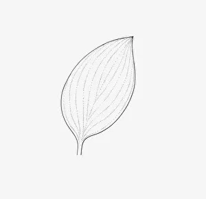 Images Dated 14th January 2009: Black and white illustration of ovate form Hosta leaf