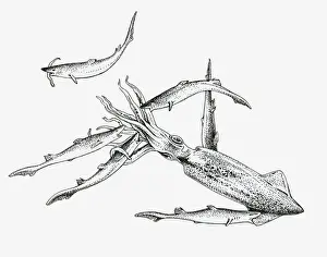 Biting Prints: Black and white illustration of a pack of dogfish sharks hunting a squid