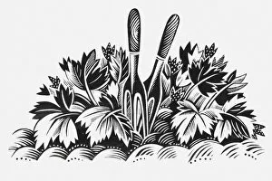 Images Dated 11th June 2010: Black and white illustration of pair of garden forks amongst plants