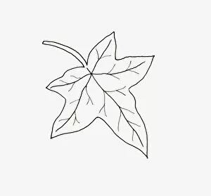 Black And White Illustration Gallery: Black and white illustration of palmate Hedera (Ivy) leaf