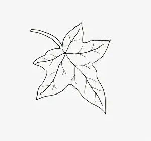 Fragility Prints: Black and white illustration of palmate Hedera (Ivy) leaf