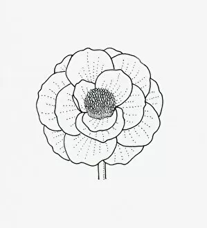 Images Dated 21st January 2009: Black and white illustration of papaver (poppy) flower head