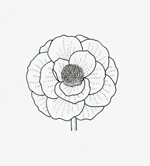 Black and white illustration of papaver (poppy) flower head