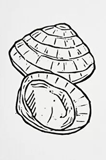 Black and white illustration of two parts of seashell