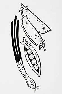 Images Dated 17th July 2007: Black and white illustration of pea pods and spring onion