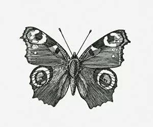Images Dated 15th May 2017: Black and white illustration of Peacock butterfly (Inachis io) with wings spread