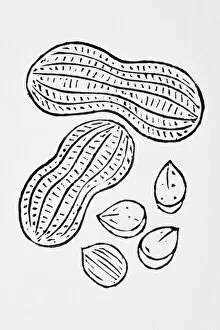 Healthy Eating Gallery: Black and white illustration of peanuts