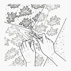 Human Hand Prints: Black and white illustration of pegging polythene barrier to protect young carrots from pests