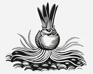 Images Dated 11th June 2010: Black and white illustration of plant bulb
