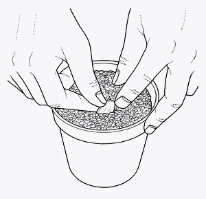 Black and white illustration of how to plant lily scale in compost post