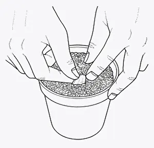 Plant Pot Prints: Black and white illustration of how to plant lily scale in compost post