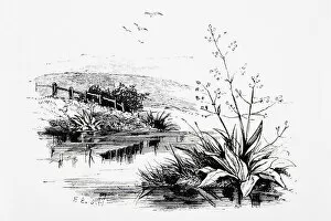 Black and white illustration of plants growing on riverbank in countryside and birds flying above
