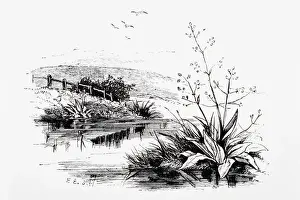Riverbank Prints: Black and white illustration of plants growing on riverbank in countryside and birds flying above