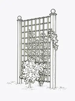 Black and white illustration of plants growing on both sides of trellis fence panel used as screen p