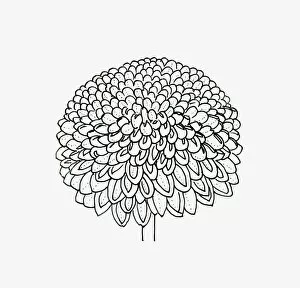 Black and white illustration pompon Chrysanthemum flower head