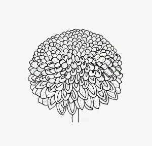 Black and white illustration pompon Chrysanthemum flower head